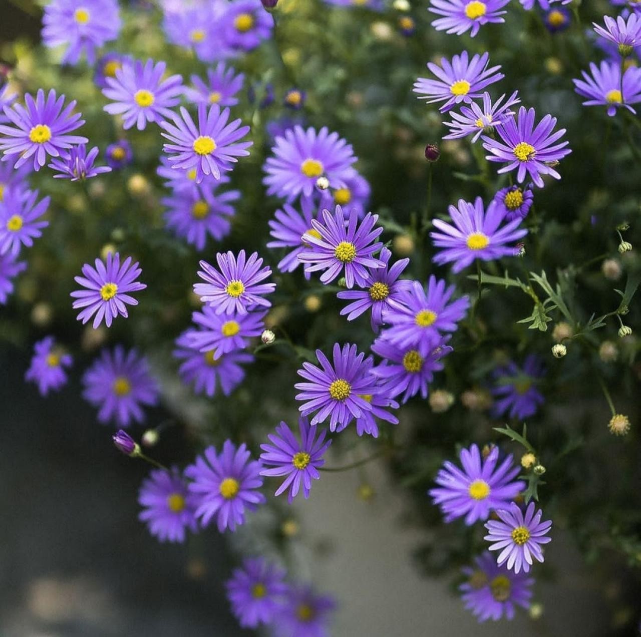 دانلود آهنگ مهم نی پشت سر پل یا جاده کلشم تخمشم نی دیگه نامبر سیناتزا