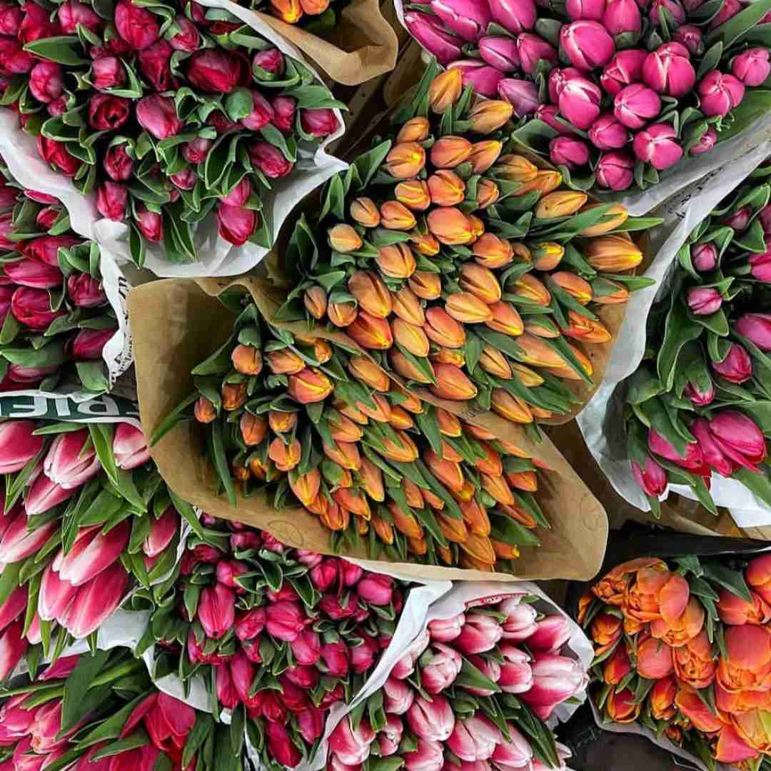 دانلود آهنگ شلوم شلوم فالان فیلان ها چی میگی تو خاخام خیخام مجال