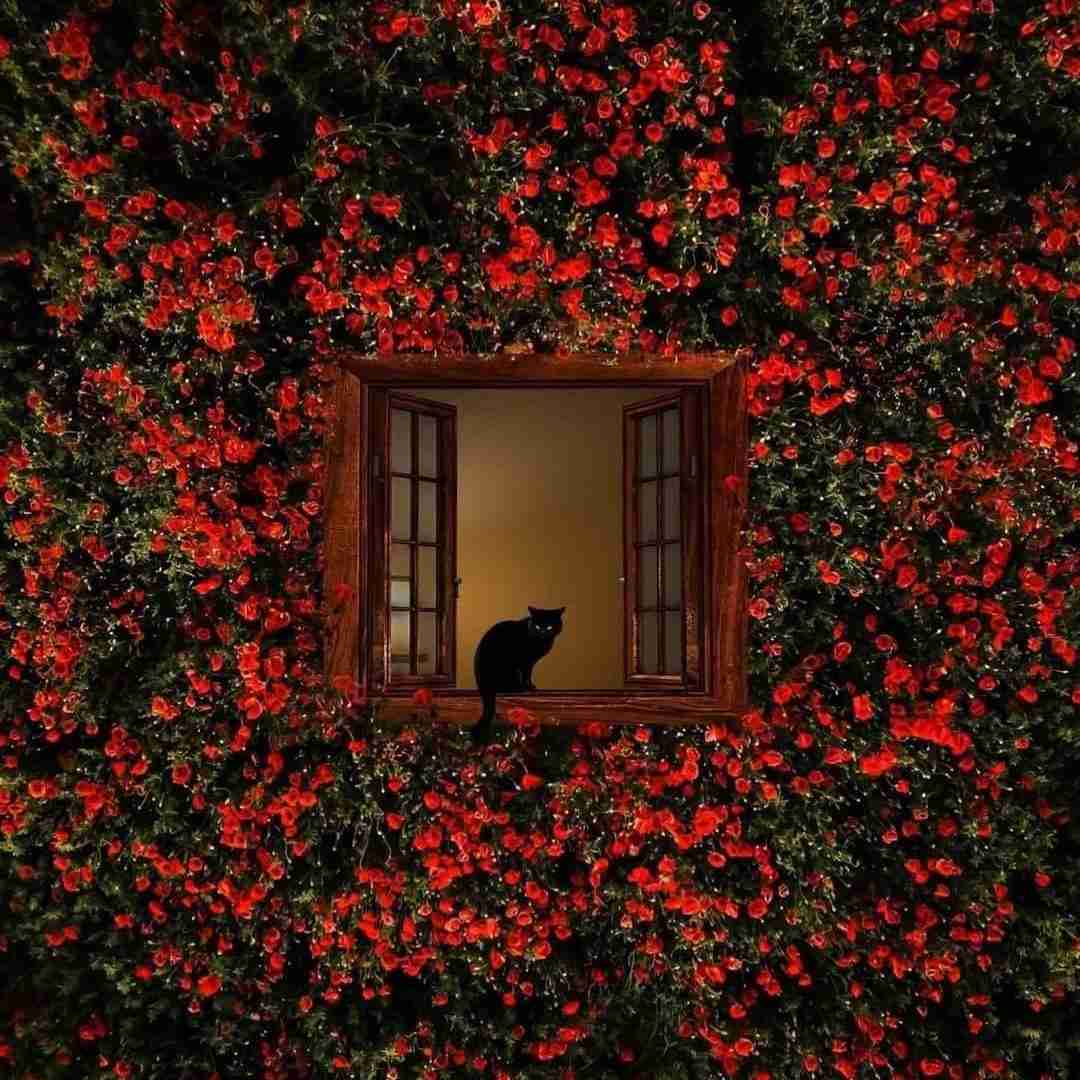 دانلود آهنگ هنوز قلب بینمونم جایی نرفته هنوز تو که نیستی این خونه سرده 