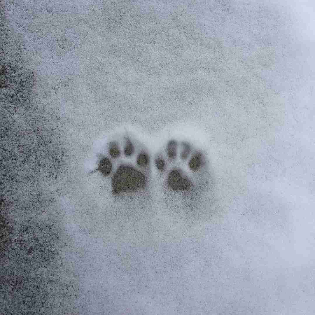 دانلود آهنگ تو چشمات میبینم همیشه رویامو چیکار کردی که میدم واسه تو دنیامو 