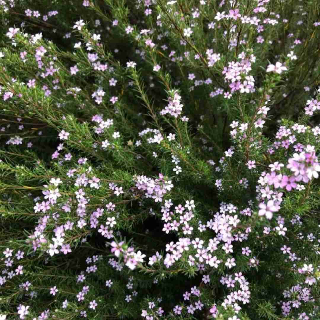 دانلود آهنگ دلم تنگه واسه اون سال هایی که گم میشد زمان مون تو یه کوچه رانپ