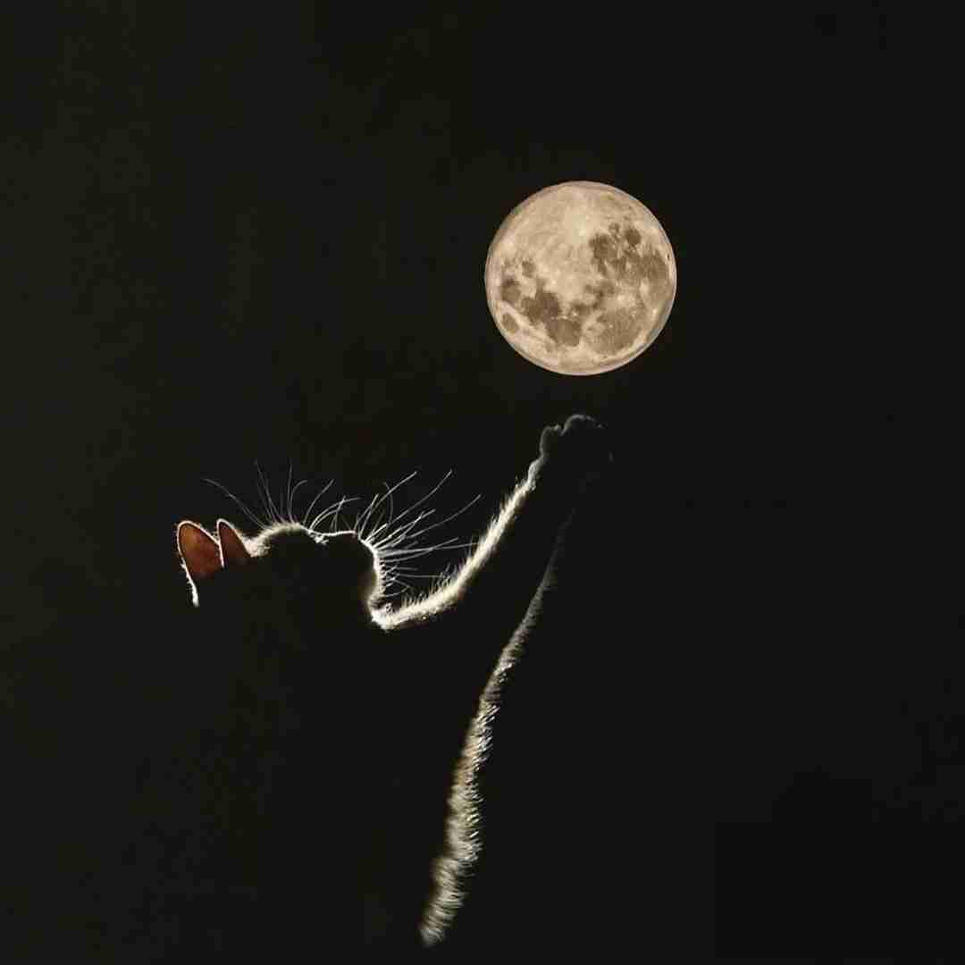 دانلود آهنگ مگه دوسم نداشتی چرا رفتی تنهام گذاشتی با صدای دختر اینستایی 