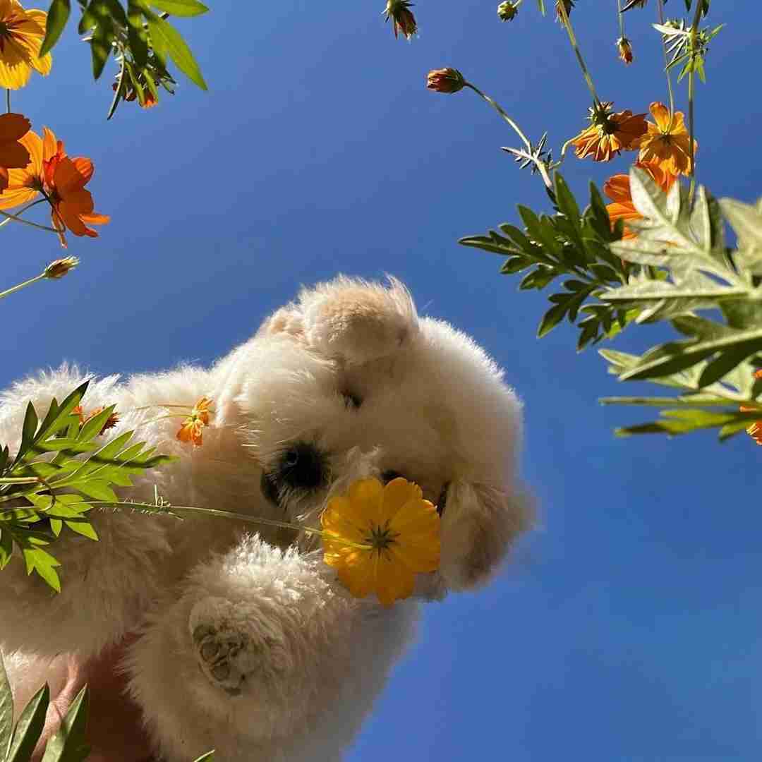 دانلود آهنگ دیگه کنسلی بیب میری میری با اعصابم رقص میله لنا