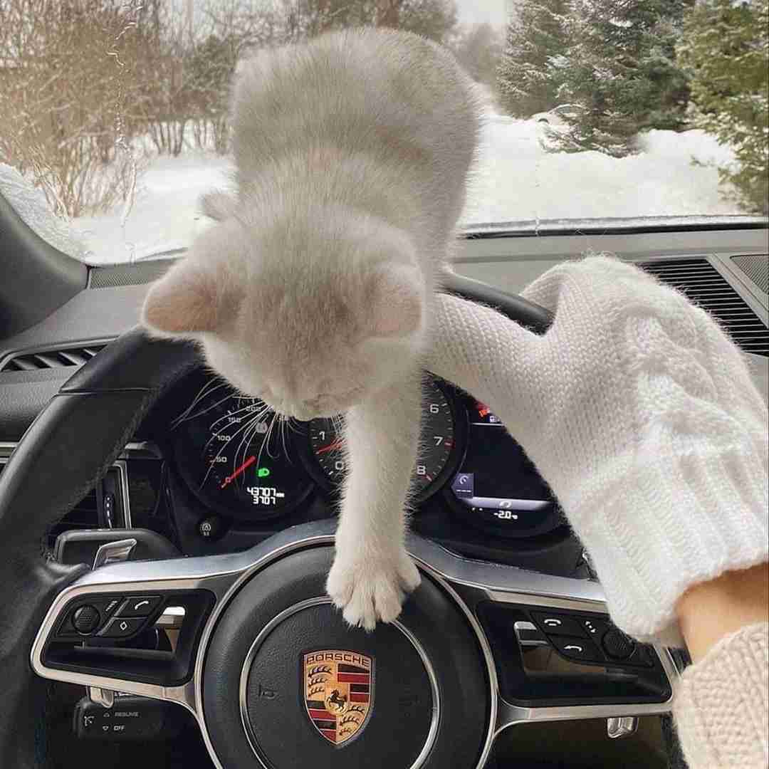 دانلود آهنگ گلا میشه لول ماشین پر دود کل شهرم با من خوب