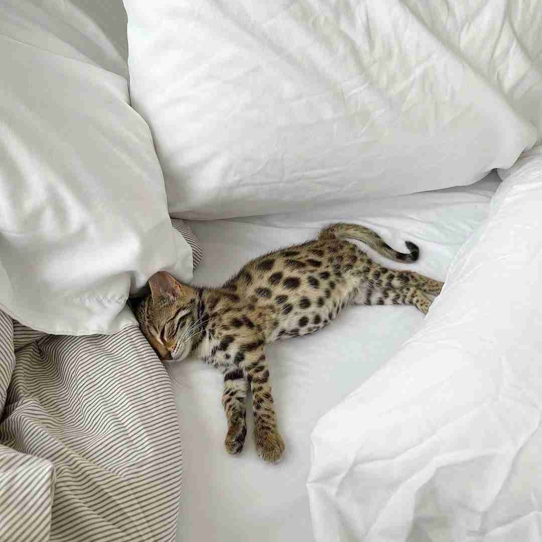 دانلود آهنگ علف تو جیبام برعکس میرم تو لاین