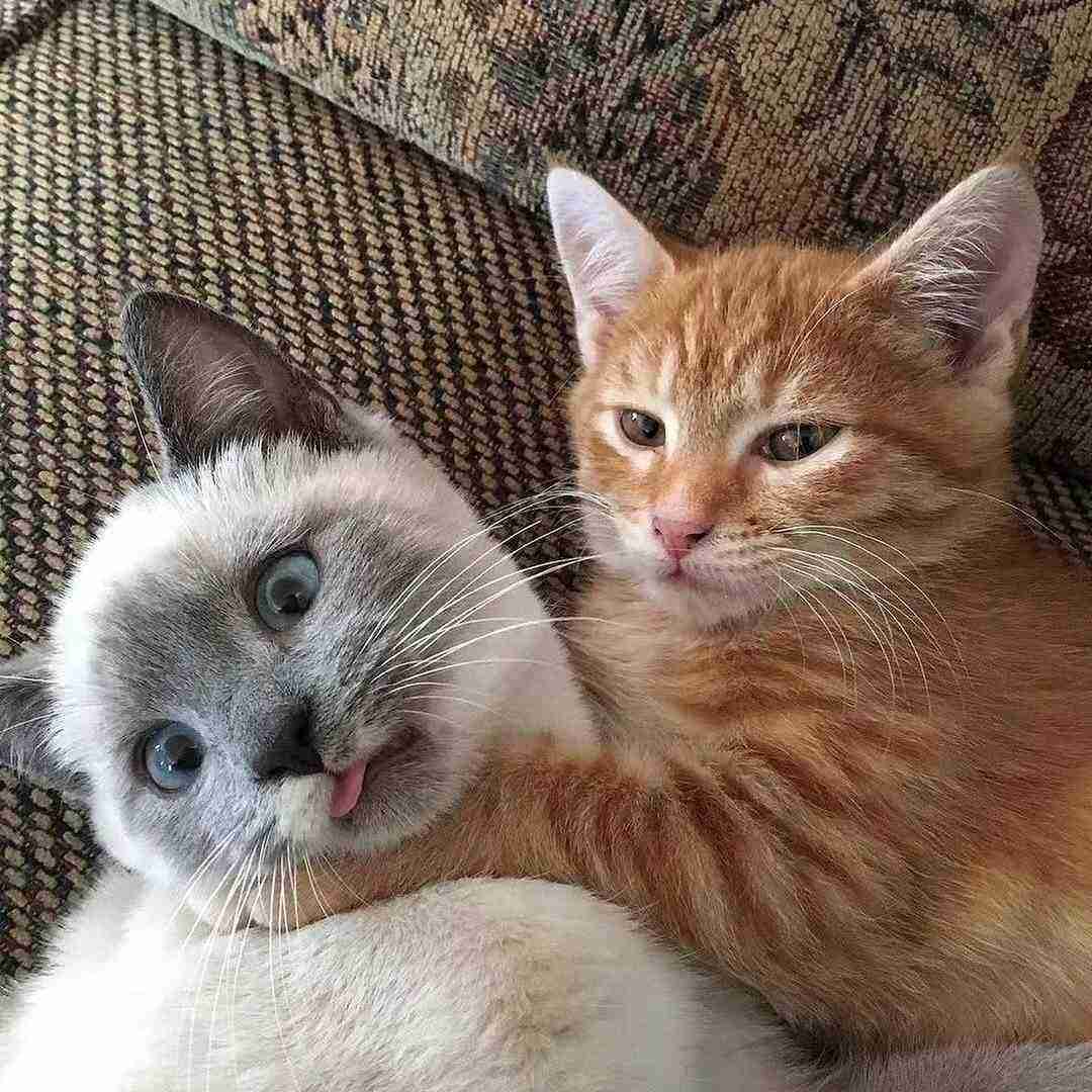 دانلود آهنگ لالا لالا جیگرکی لالا رد یار امدوم