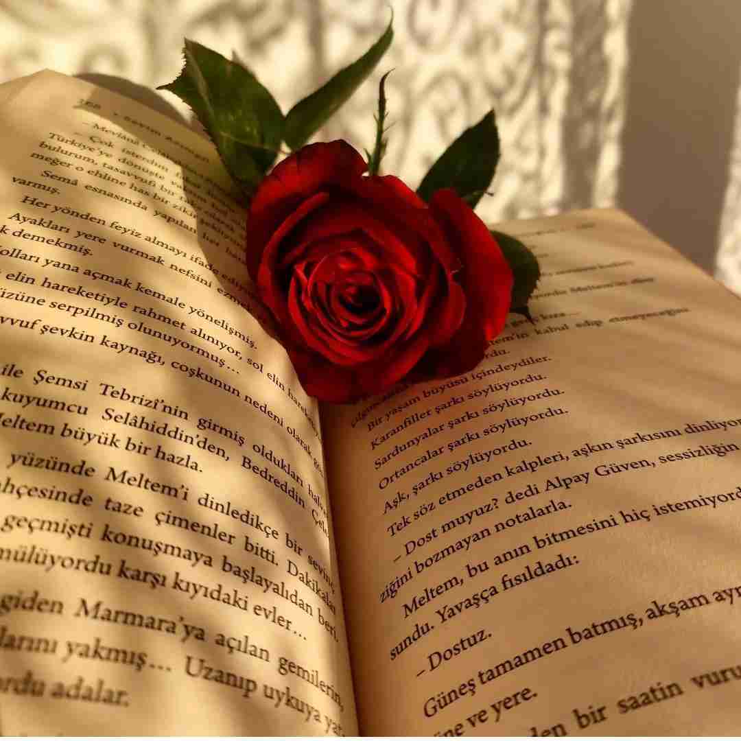 دانلود آهنگ هله هلی هلی لونه جشنمون تو خیابونه 