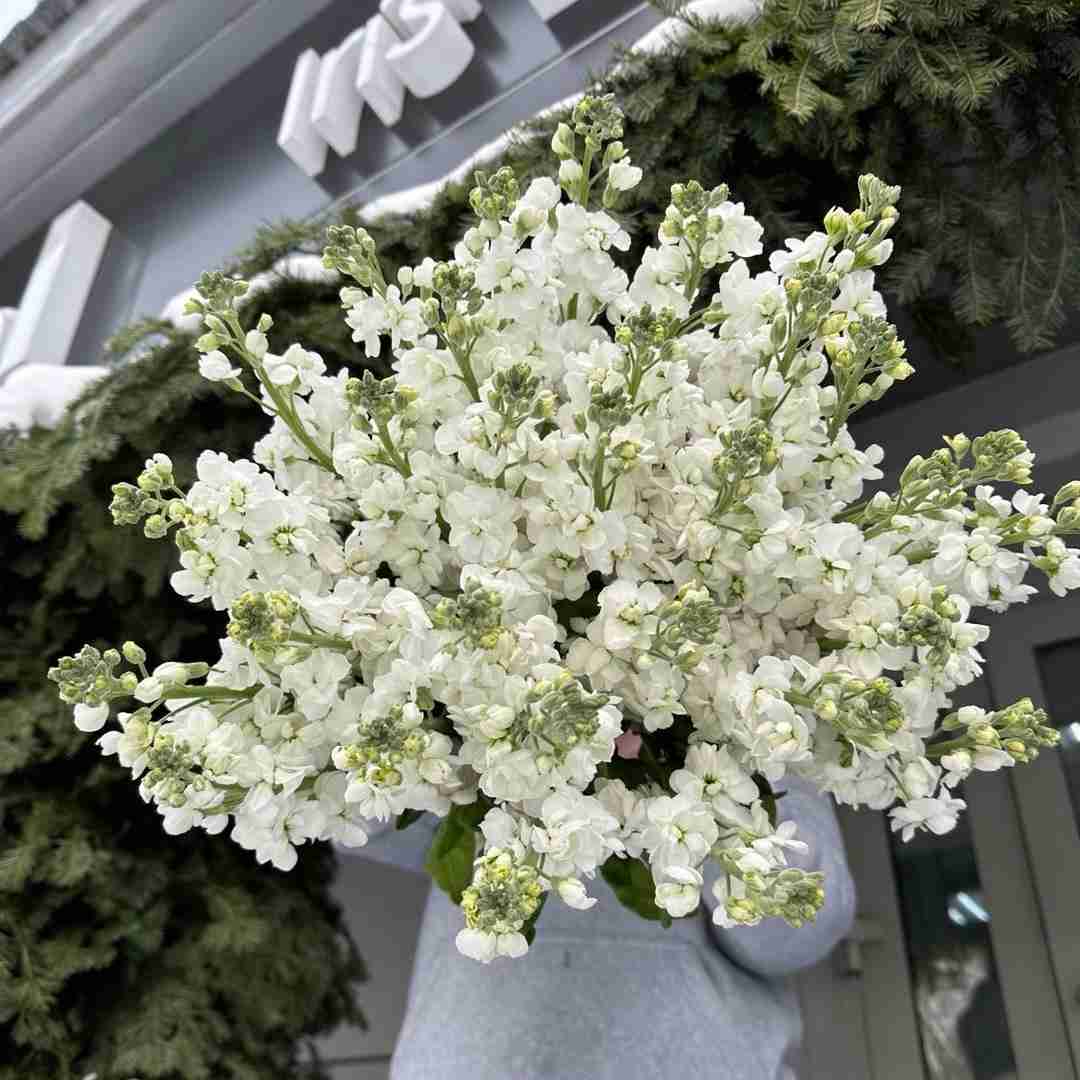 دانلود آهنگ ناز نکه ناز نکه شل مل گیان ناز نکه 