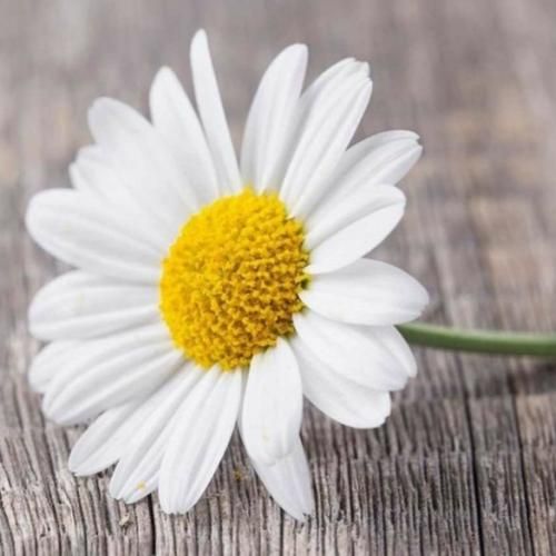 دانلود آهنگ خطا کردی تاوانشم مه دم سیت نازتو میخرم تمام 