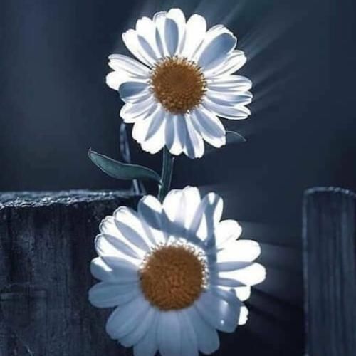 دانلود آهنگ کل ای شهر حسود عشق منو تو بین بسمه لش وبان ای تخته