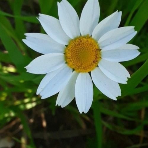 دانلود آهنگ شاید اصلا چشاتو باز ببندی خوشگلم تو حتی واسم شیرینه دروغات 