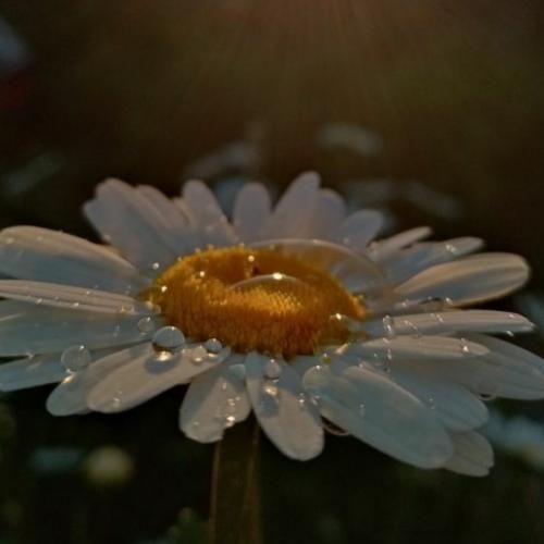 دانلود آهنگ دیگه قلبم توی این تنم جواب نمیده و هی امید میخرم ترند اینستایی 