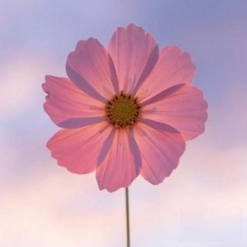 دانلود آهنگ ببین عشقش پیرم کرد به اون چشمات اسیرم کرد 