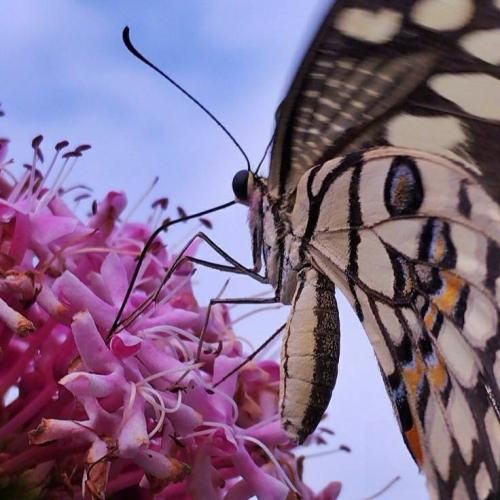 دانلود آهنگ عسل منه شکر منه دانه دانه نبات منه ترند اینستایی