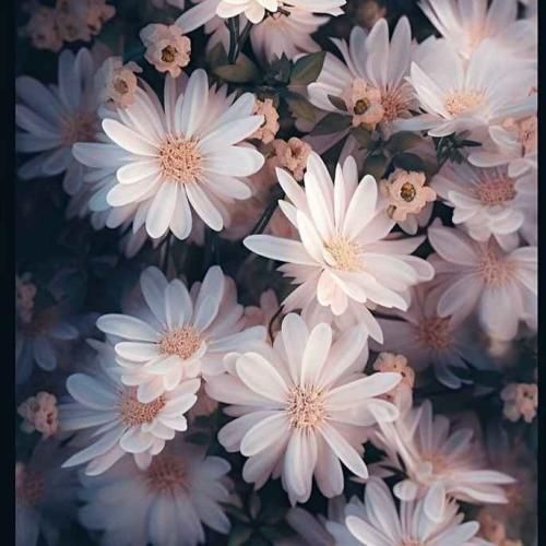 دانلود آهنگ کو جوانی کجاست مرز رهایی 