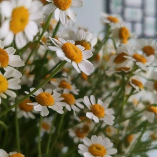 دانلود آهنگ یه الماس تو چشمای قشنگت دلم واسه تو نه میگم برگرد نه میگم 