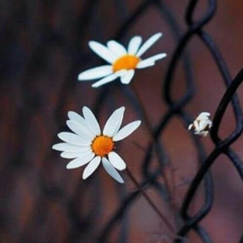 دانلود آهنگ She Likes A Boy Nxdia