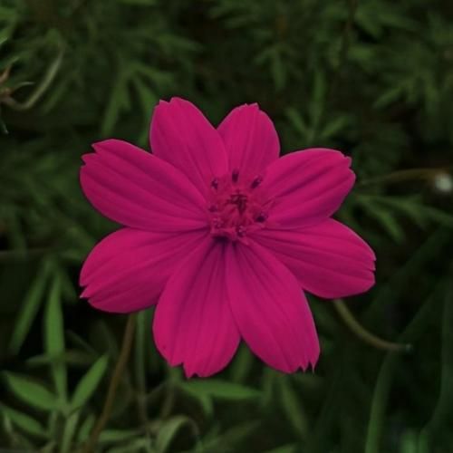 دانلود آهنگ يالان باشكاسو يالان دلتنگم واسه روزایی که رفته