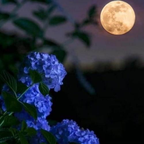 دانلود آهنگ ته دوتا چشمات چی داره که منو پناه قلب بی پناه من نرو 