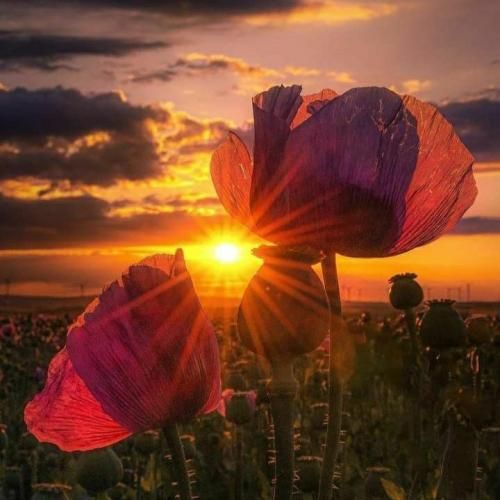 دانلود آهنگ به والله دلم تنگه یه فکری بکن به حال دلم الان تمومش کردی رفتی 