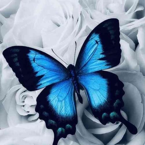 دانلود آهنگ فرمانروای قلب من بودی کاشکی نمیرفتی به این زودی