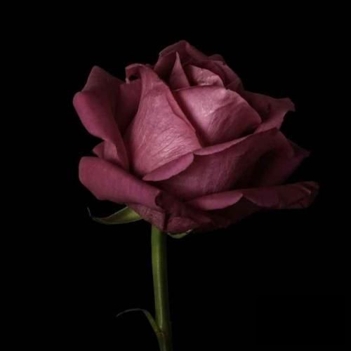 دانلود آهنگ گل من زدی ریشمو کندی