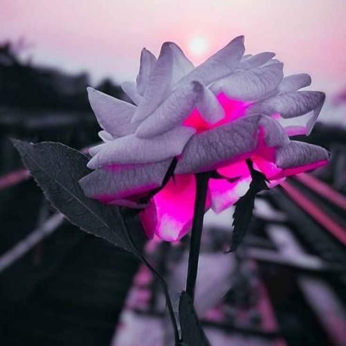 دانلود آهنگ بعد هرگز یه سفر رهتوم دم خونه ی دلبر