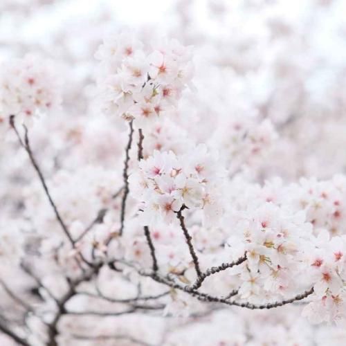 دانلود آهنگ چه خوب میشه که اینجوری بشه نمیشه تو بی پولی بشه