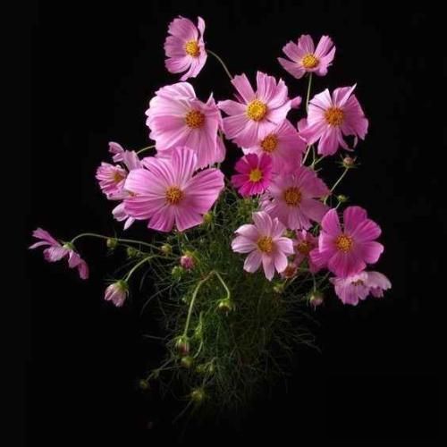 دانلود آهنگ ما بچه پایینیمو عشقی به ما نیومده