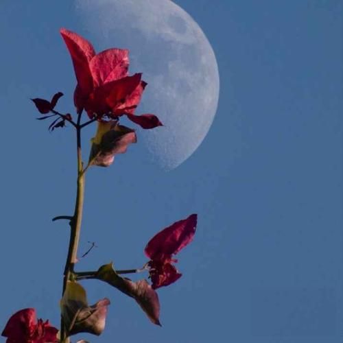 دانلود آهنگ دریا دریا دلم تنگه میزنی به سیگارت تند تند پک 