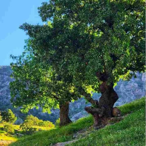 دانلود آهنگ تو بیا عاشقی رو یادم بده نزار توی دلت سردی