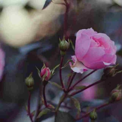 دانلود آهنگ من همیشه مستم روزامو نمیکم سپری اینقدر میخورم