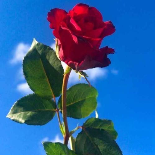 دانلود آهنگ قلبم هابان صد بیبی خشک شد اون پیک تو دستت