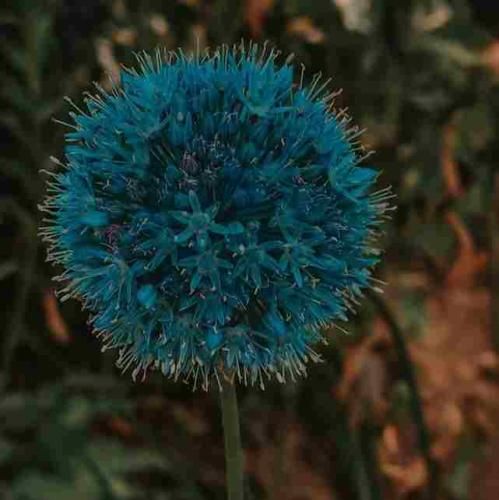 دانلود آهنگ تو کی های تو کی دل منو بردی تو کی های