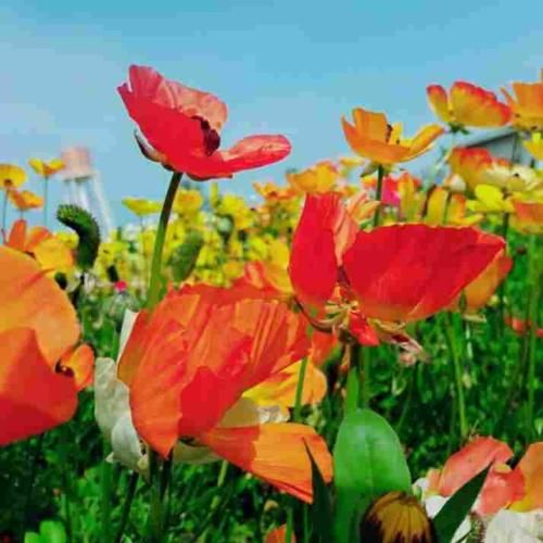 دانلود آهنگ از اون گوشه ی دنیا به این گوشه رسیدم