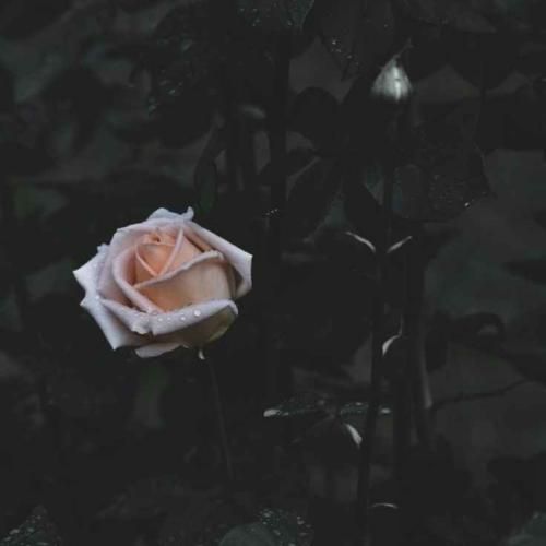 دانلود آهنگ زندگیم و پات دامه تو خیلی حالیته حال زندانی دیرم