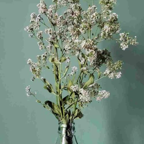 دانلود آهنگ کمه دوتا چشام واسه دیدنت اینجایی