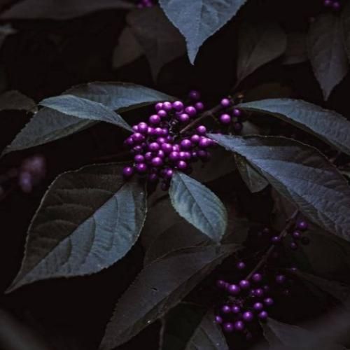 دانلود آهنگ تکیه کردم بر وفای او غلط کردم غلط با صدای زن 