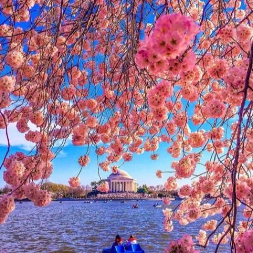 دانلود آهنگ پلیس میکشه ببو ببو نمیریم ولی از رو از رو 