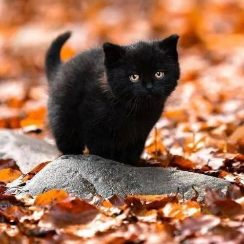 دانلود آهنگ ننه ننه ننه ننه یه پسری عاشق منه اسم پسره هوشنگه با صدای بچه 