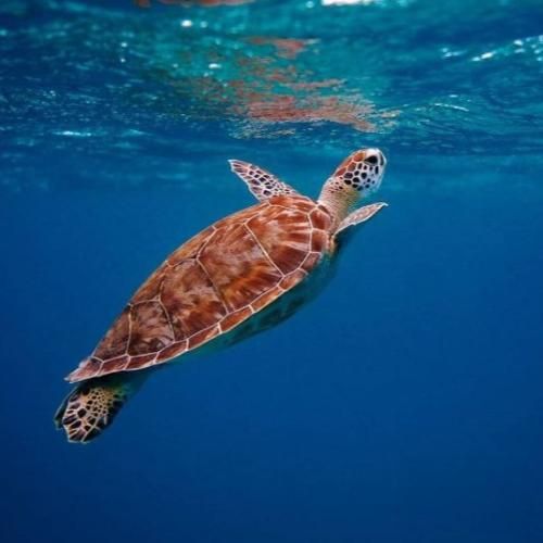 دانلود آهنگ زندگی تلخه روبوستائه با شیر بزن بشه لاته