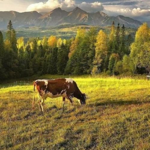 دانلود آهنگ انگار ادلم اسمشت میکنم امضا پدلم 