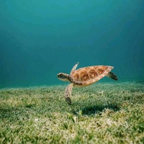 دانلود آهنگ میگی دوماد ما باید شازده باشه 