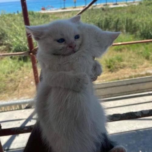 دانلود آهنگ عرق سگی زدی یه سره پنیر و کره میزنی