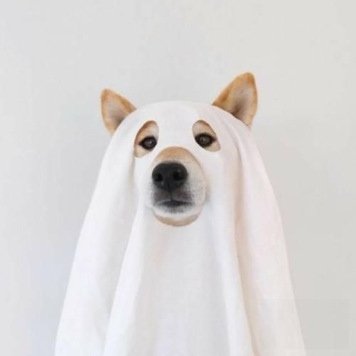 دانلود آهنگ شمارمو داری پس زنگ بزن اگه بود کاری 