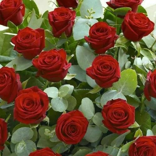 دانلود آهنگ آهویی دارم خوشگله فرار کرده ز دستم فقط یکم لاشیه