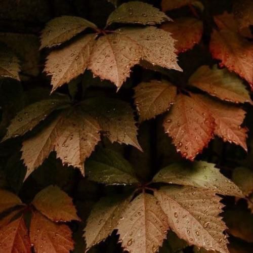 دانلود آهنگ همه زخمام خوب شد ولی ردش موند