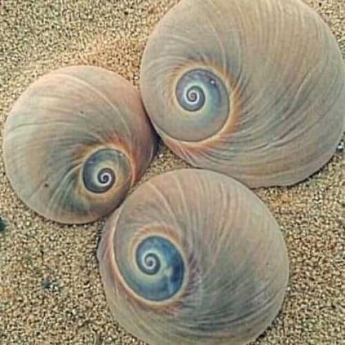 دانلود آهنگ شمال کویر نداره عرب خلیج نداره