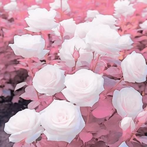 دانلود آهنگ برق برق برق اداره برق ای مسئولین ترند اینستا