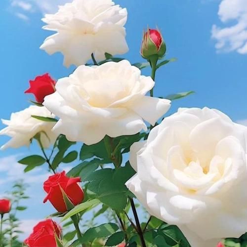 دانلود آهنگ دارو ندارم گفتم اینجوری نذارم شدی ستارم 